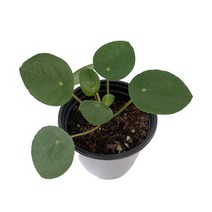 팡팡플랜트 실내 공기정화식물, 1개, 필레아페페(10cm)