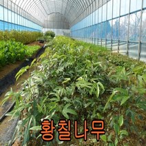 황칠나무 4년생포트(키60-80cm) 나무 묘목 묘목판매 나무판매 조경수