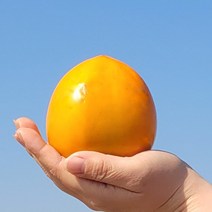 22년 첫 출하 대봉감 대봉시 달콤하고촉촉한 가을의 선물, 3kg(15~18과)