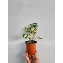 칼라벤자민 소품 10~30cm 25, 1개
