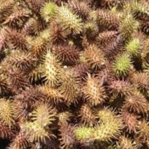 도꼬마리 건재 150g