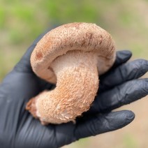 [설이네 송향버섯] 송화 송향 버섯 6시내고향 방영 (100% 국산 참나무 배지사용) 500g 기본형, 고급형 500g, 1개