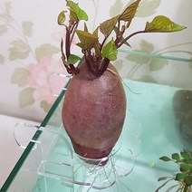 아쿠화 어항 구근거치대 NEW 수경식물 고구마 양파 키우기 구근식물 수경재배, 1개