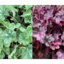 (성실GS)휴케라모종(6치포트) 1개 단풍취