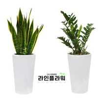 양주꽃배달 양주꽃집 개업화분, 소품, 03 스노우 사파이어