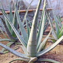 유기농 식용 생알로에 베라 600g 3kg, 1개잎(600~700g내외), 상세설명 참조