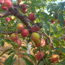 자연농원 대석(자두) 조생자두 나무 묘목 최소구매2개, 대석(이른자두)접목1년생 특묘