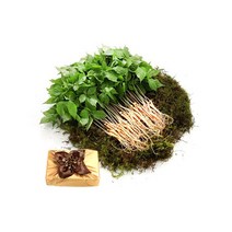 황룡새싹인삼 청년농부의 정직하고 건강한 새싹삼, 1box, 최고급품 _ 40뿌리