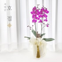 축하 동양난 서양난 개업 승진 집들이 창업선물 취임식 축하 선물용 동서양 보자기난, 01. 서양난 진핑크호접