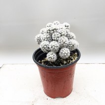 도자기랑나무랑 실내공기정화 인테리어 식물 생화화분 화초 모종화분, 눈꽃선인장(포트), 1개