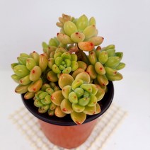 라울 다육 잎장이 예쁘게 물드는 탱글한 다육식물130, 단품, 1개