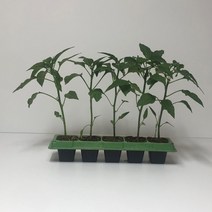 순한길상 (아삭이)고추모종 5포기 (규격: 50구 큰 포트)