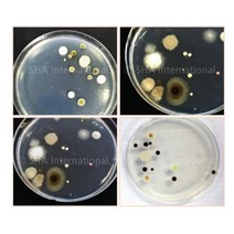 초등과학 세균배양 곰팡이확인 배지만들기 5인 학습 실험키트 교구 어린이집