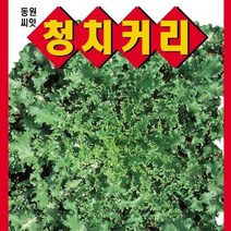[가람종묘사] 청치커리 씨앗(섬유질이 풍부한 영양채소 연중재배 가능)