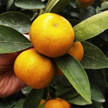 프리미엄 제주 감귤 선물용 로얄과 2kg, 명절선물(부직포가방포함), 상세페이지 참조