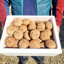 생화고버섯 몸에좋은 버섯 국내산 무농약 특품 생 백화고 표고버섯 1kg 2kg, 생화고2kg
