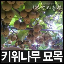 그린키위나무/헤이워드묘목/접목1년3주/도시농부
