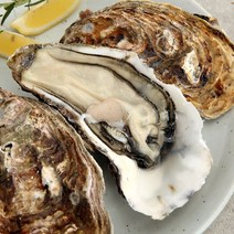 [바다담음] 통영 삼배체 굴 4kg(8~16미 내외), 1개