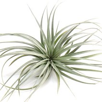 갑조네 이오난사 모음 틸란드시아 에어플랜트 공기정화식물 실내인테리어 식물 행잉플랜트, 11.휴스톤(소)