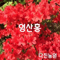 [다진농원] 영산홍(연산홍) 철쭉 빨간색 3년생 40cm 최상품, 빨강색