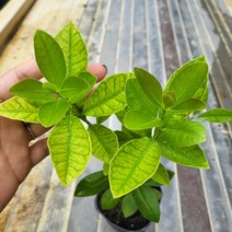 봄바람가든 구아바묘목 꼼꼼한포장 과실수 유실수 구아바 약용수