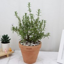 클리핑로즈마리 꽃피는 허브 크리핑로즈마리