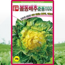 봄동 춘동 배추 씨앗 봄동 배추 씨 종자 20g