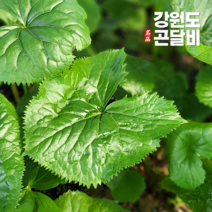강원도 진부령 청정 곤달비 나물 600g 1kg 2kg 곰취 봄나물