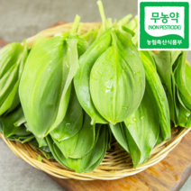 산지직송 무농약 소백산 생 명이나물 산마늘 장아찌소스, 명이나물 1kg, 1개