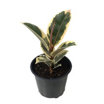 팡팡플랜트 수채화 고무나무