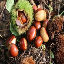 지리산 하동알밤 찐밤 생밤 옥광밤 깐밤 햇밤 에어프라이어군밤 2kg 산지직송, 옥광밤 대 2kg