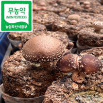 GAP 인증 친환경 무농약 국내산 생표고버섯 국산 참나무 표고버섯, 명품 표고버섯, 중_1kg