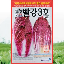 빨강3호 배추 씨앗 빨간배추 씨 종자 100립, 1개
