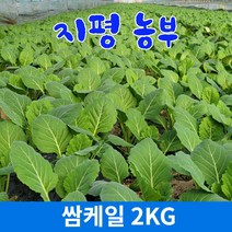 [물맑은 양평] 지평 농부 쌈케일2kg, 2kg, 1박스