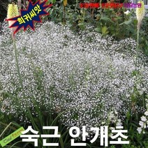 (희귀씨앗) 안개꽃(숙근 안개초) 화이트 겹꽃 15립