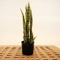 소철 조화 나무 화분 가지 소형 대형 장식, 산세베리아 48cm