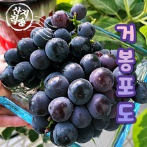 국내산 김천 거봉 포도 프리미엄 고당도 1kg 2수/2kg 4수/2kg 3수/2 kg 4수 선물용, 김천 거봉 2kg 4수