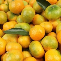 (파인밀) 제주 감귤 프리미엄과 10kg (실중량/S)