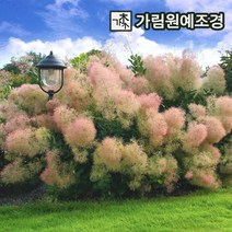 안개나무 자엽안개나무 가림원예조경, 영레이디 P9cm포트