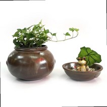 집안식물 화초 인테리어 플랜테리어 집에두면 좋은 식물 거실 화분 행운목 다육식물 수생식물