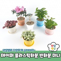 [M9AZ] 10개 테이퍼 플라스틱화분 빈화분 미니 9990001EA, 쿠팡뽀 본상품선택