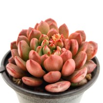 핑클루비 키우기 물이 들면 예뻐지는 다육식물022 랜덤, 단품