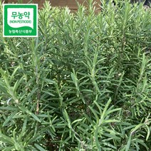 데코용 로즈마리 생잎 허브 가니쉬 로즈마리 1kg, 1개