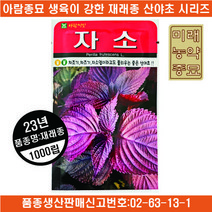 23년산 자소 씨앗 1000립- 차조기 차즈기 자소엽 재래종 산야초
