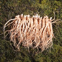 금산인삼 수삼 난발삼소 무료세척 1채 750g 18~22뿌리, 흙 묻은채 배송