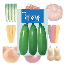 호박 양파 당근 토마토 씨앗 25종, 땅콩호박 10립