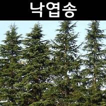 낙엽송 키80cm내외 포트 3개/나무 묘목/활엽수/정원용