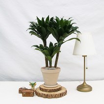 드라세나 콤펙타 대형_스팡 화이트 (18cm), 독일 스팡 화이트(18cm)