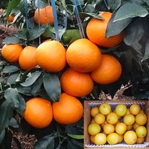 향토박이 제주 서귀포 하우스 황금향 5kg 10kg 선물용 가정용 못난이 파지 오부자농장, 1박스, 가정용5kg(약25~35과 소과위주혼합)