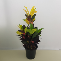 [해피그린 화원] 오색빛깔 단풍잎의 화려한 향언 아이스톤 크로톤 350 농원